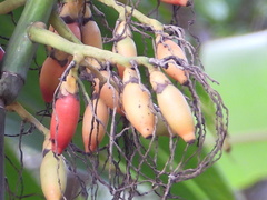 Areca