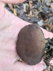 Auricularia angiospermarum