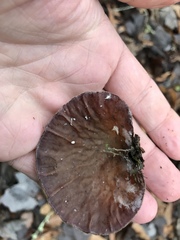 Auricularia angiospermarum