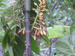 Areca