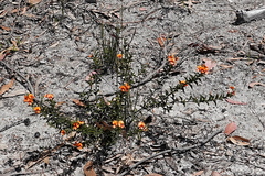 Podolobium procumbens