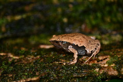 Hamptophryne boliviana