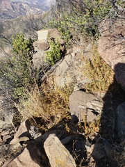 Diplacus aurantiacus