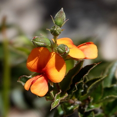 Podolobium procumbens