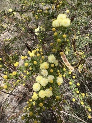 Acacia mitchellii