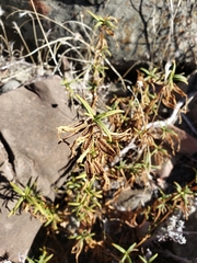 Diplacus aurantiacus