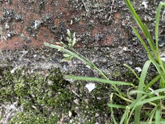 Poa annua
