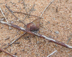 Callophrys augustinus