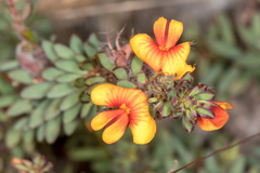Pultenaea