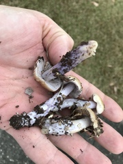 Cortinarius collinitus