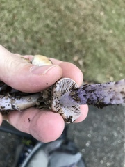 Cortinarius collinitus
