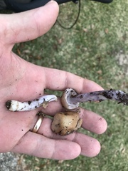 Cortinarius collinitus