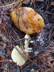 Suillus tomentosus