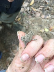 Anaxyrus fowleri