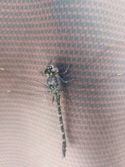 Austroaeschna anacantha