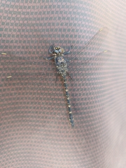 Austroaeschna anacantha