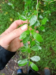 Coprosma ×cunninghamii