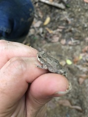 Anaxyrus fowleri