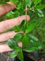 Coprosma ×cunninghamii