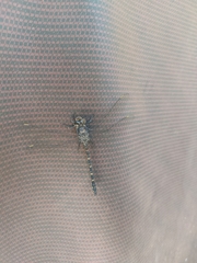 Austroaeschna anacantha