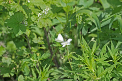 Geranium richardsonii