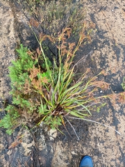 Machaerina sinclairii