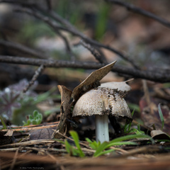 Coprinellus bipellis