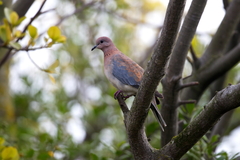 Streptopelia senegalensis senegalensis