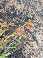 Machaerina sinclairii