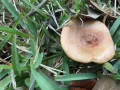 Lactarius croceus