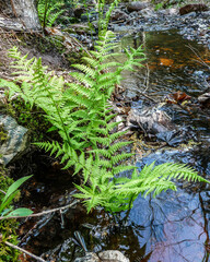 Athyrium