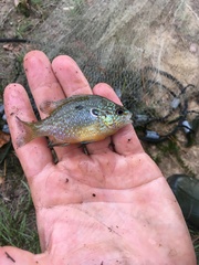 Lepomis marginatus