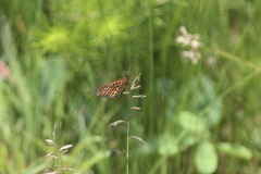 Pardopsis punctatissima