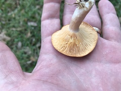 Lactarius croceus