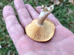 Lactarius croceus