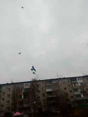 Columba livia domestica