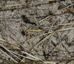 Austroicetes