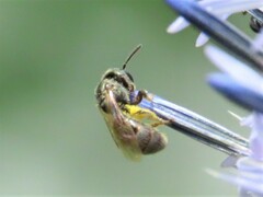 Lasioglossum imitatum