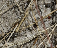 Austroicetes