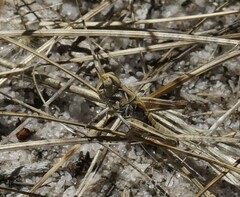 Austroicetes