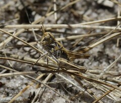 Austroicetes