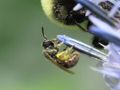 Lasioglossum imitatum