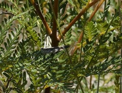 Pycnostictus seriatus