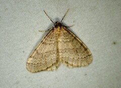 Operophtera bruceata