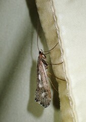 Glyphopsyche irrorata