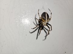Eriophora
