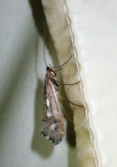Glyphopsyche irrorata
