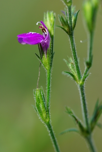 Cooley's water-willow (Justicia cooleyi)