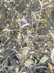 Solanum hindsianum