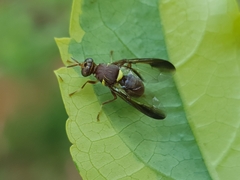 Dacus bivittatus